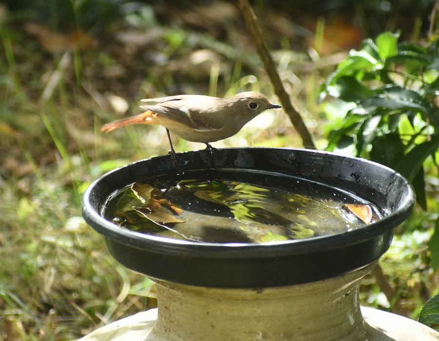 ジョウビタキ（メス）