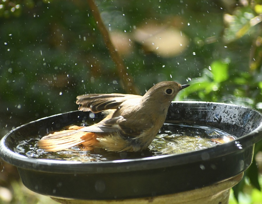 ジョウビタキ（メス）
