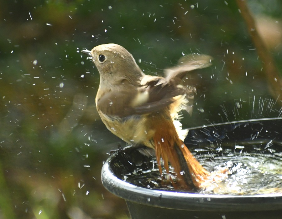 ジョウビタキ（メス）