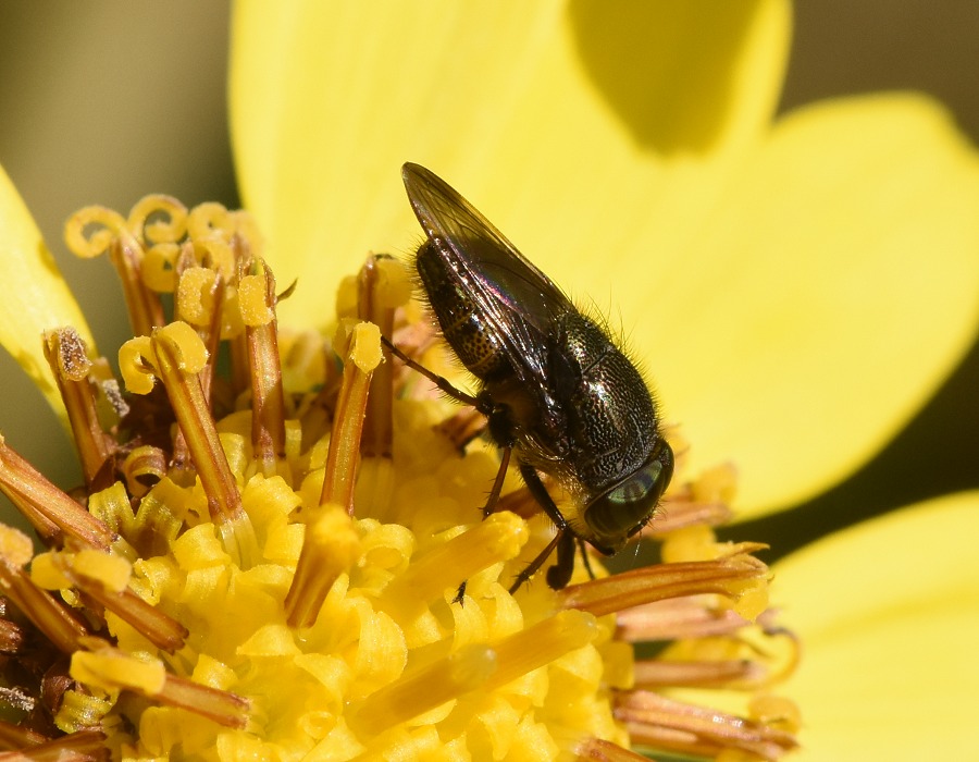 ツマグロキンバエ