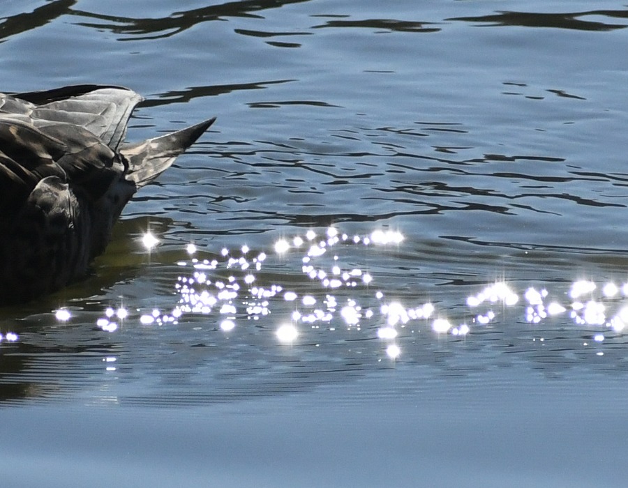 波紋が光を反射