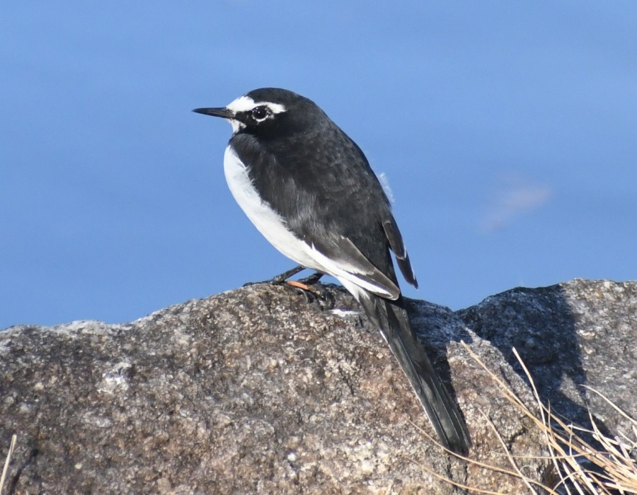 セグロセキレイ