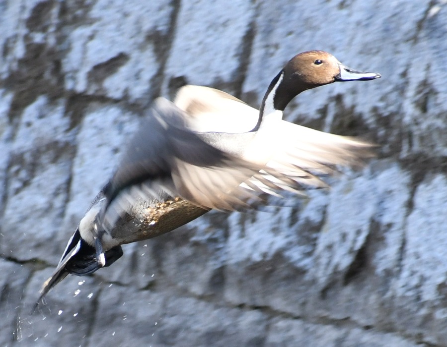 飛び上がるオナガガモ