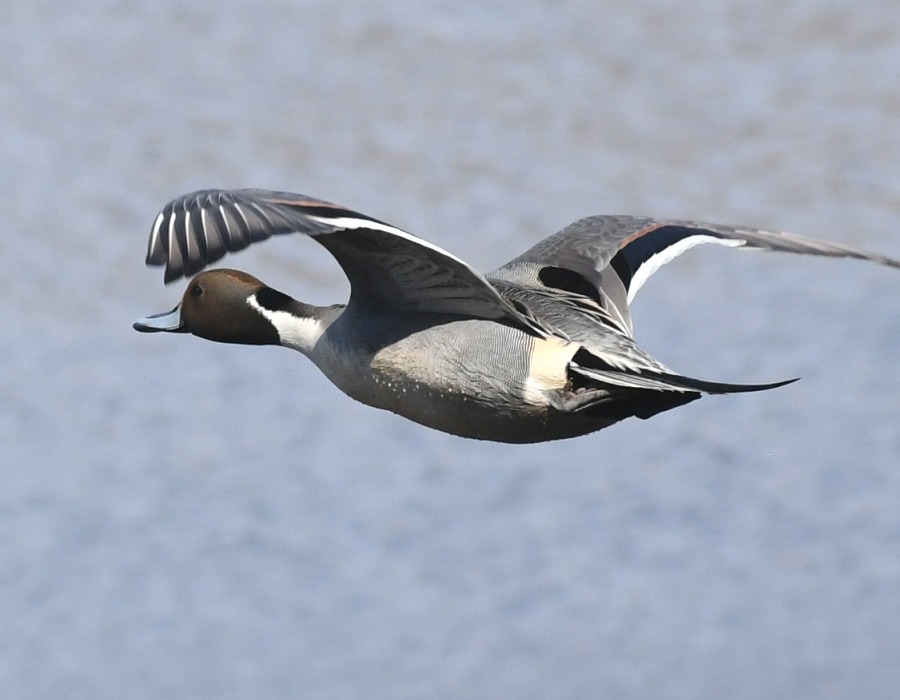 オナガガモの飛翔