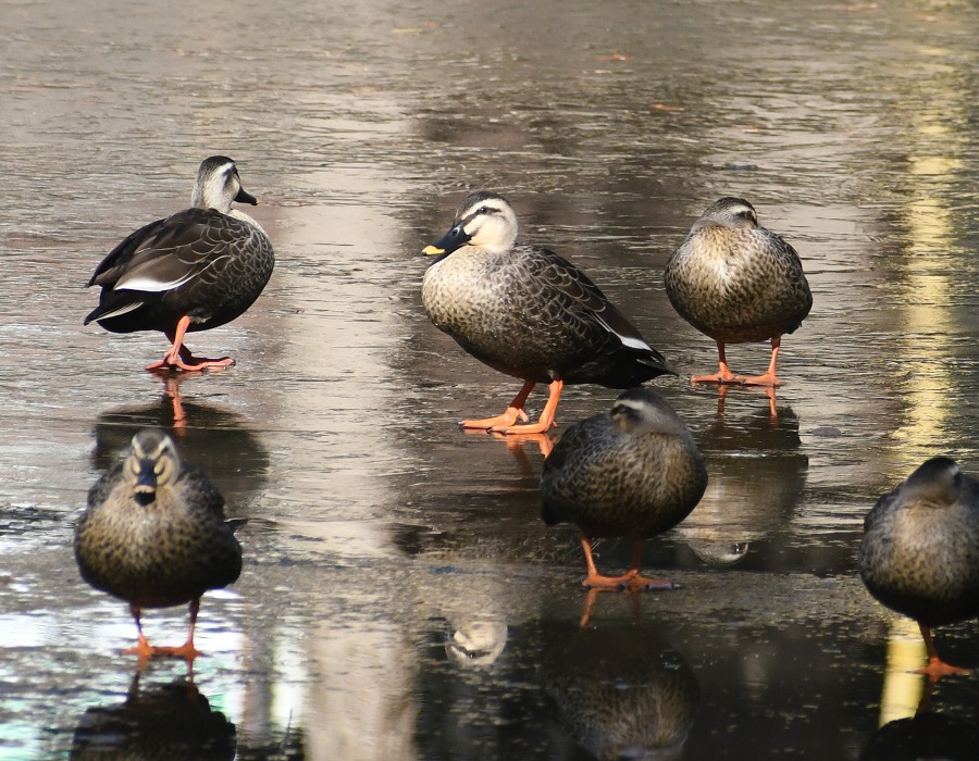 氷上のカルガモ