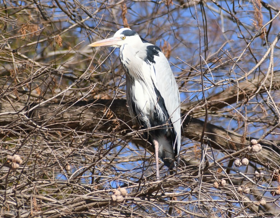 樹上のアオサギ