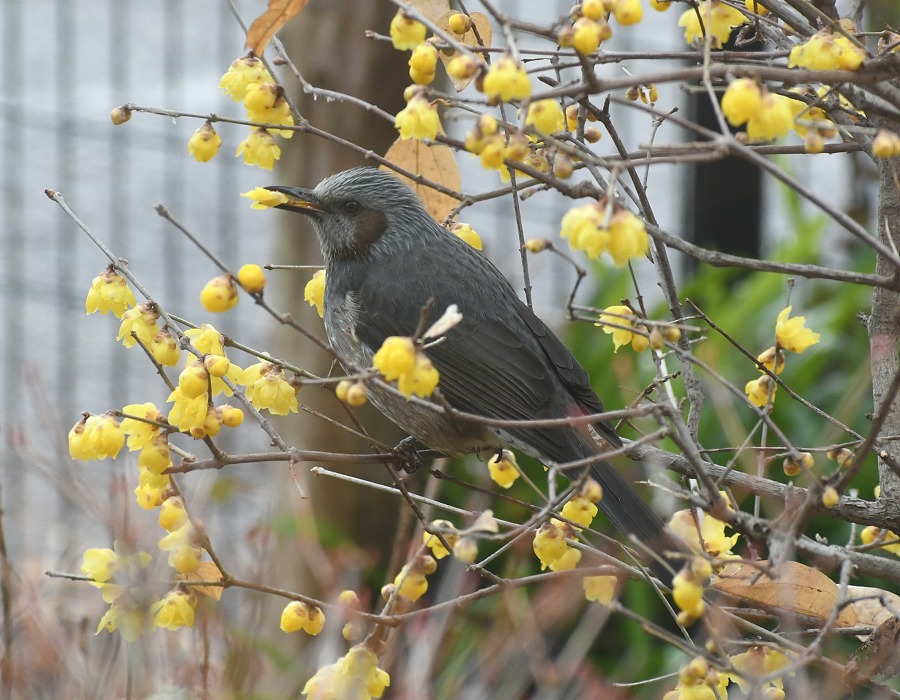 花をついばむヒヨドリ