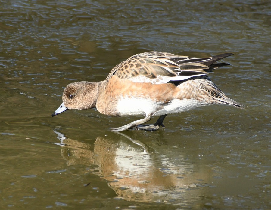 氷の上を歩くヒドリガモ