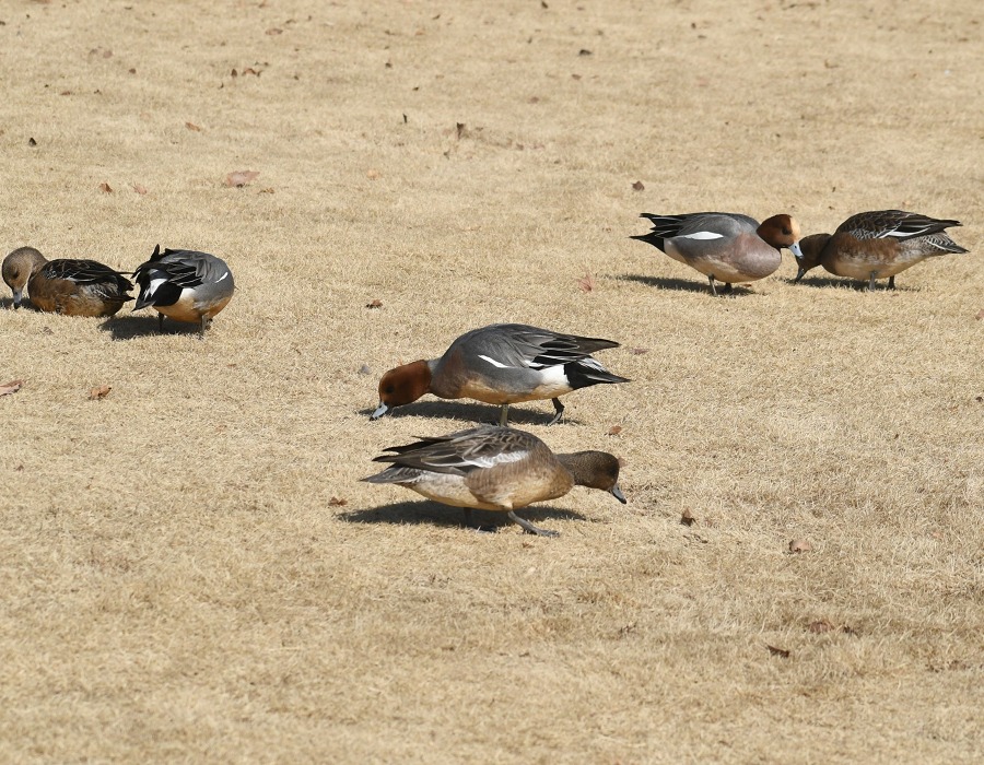 地面をつついて歩き回るヒドリガモ