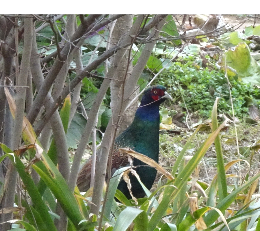 庭に現れたキジ
