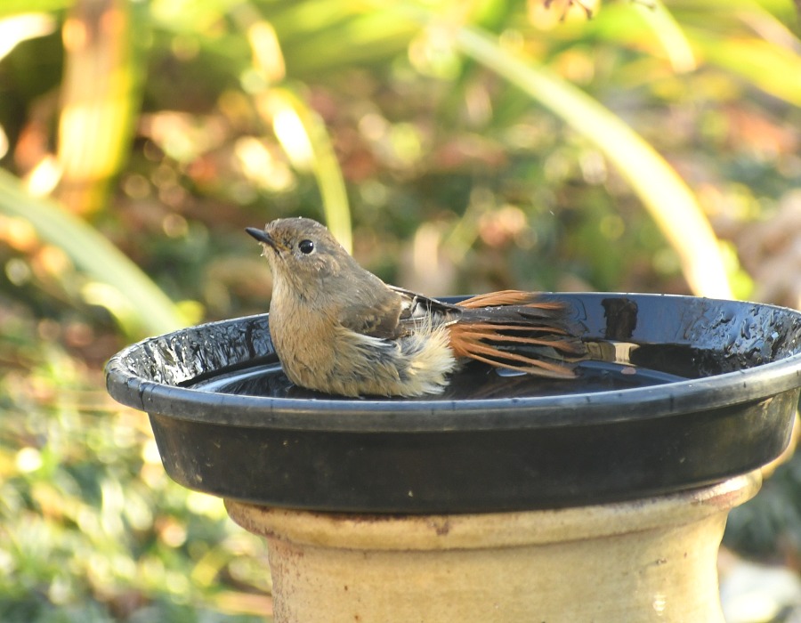 水場に来たジョウビタキ