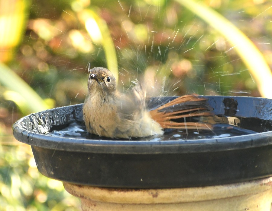 水場に来たジョウビタキ