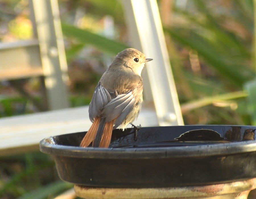 水場に来たジョウビタキ
