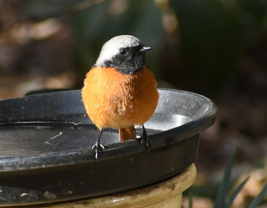 水場に来たジョウビタキのオス