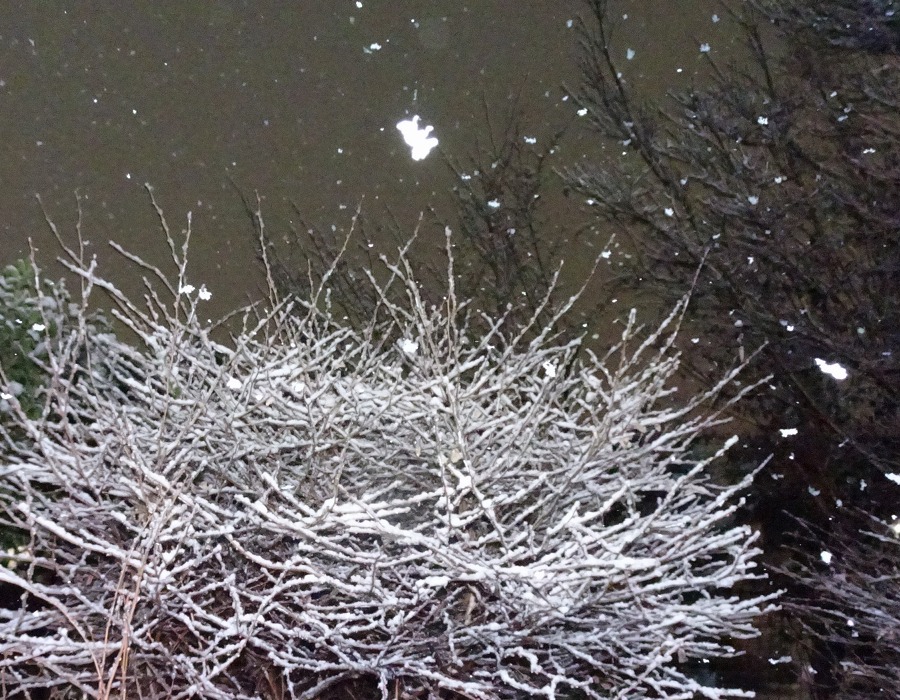 庭の雪