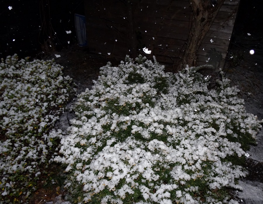 庭の雪
