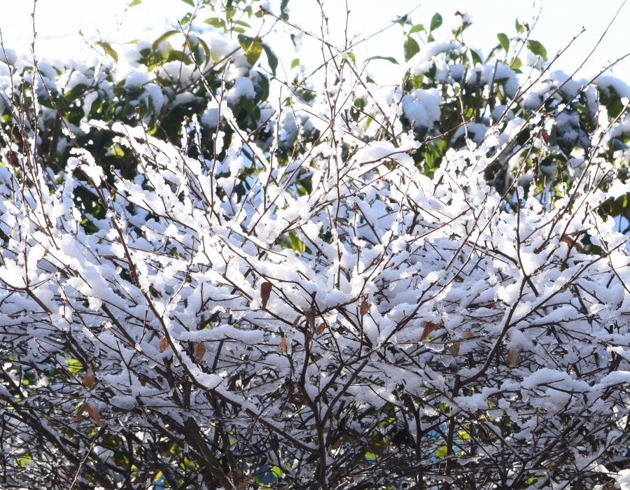 庭の雪