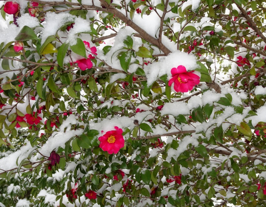 雪をかぶったツバキ