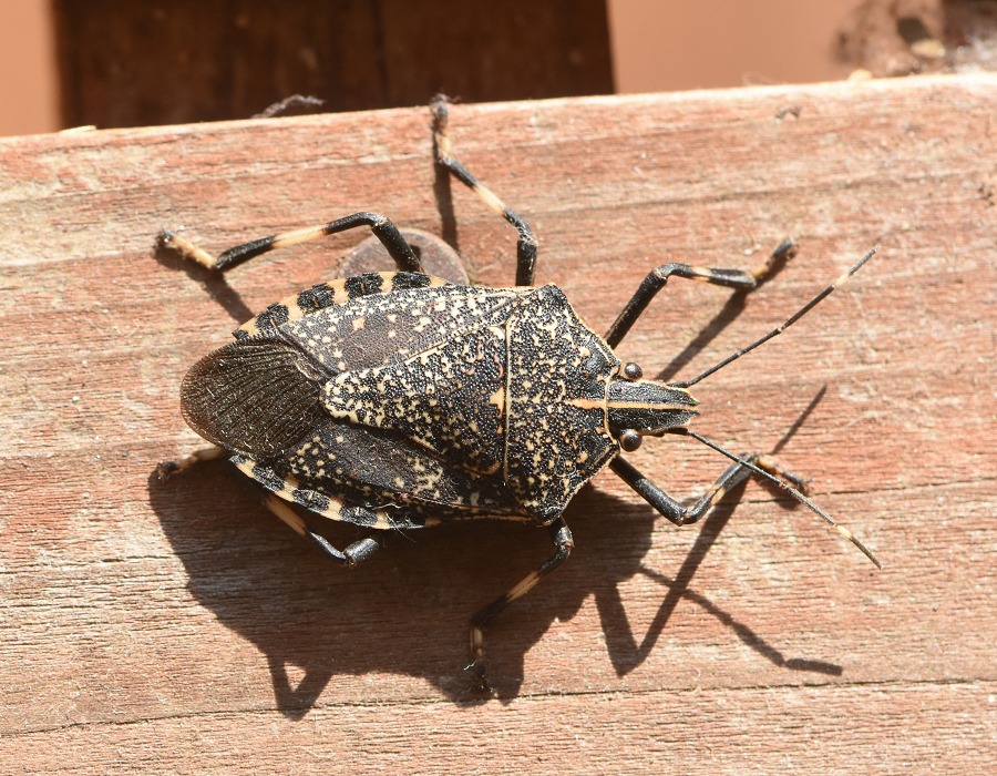 キマダラカメムシ