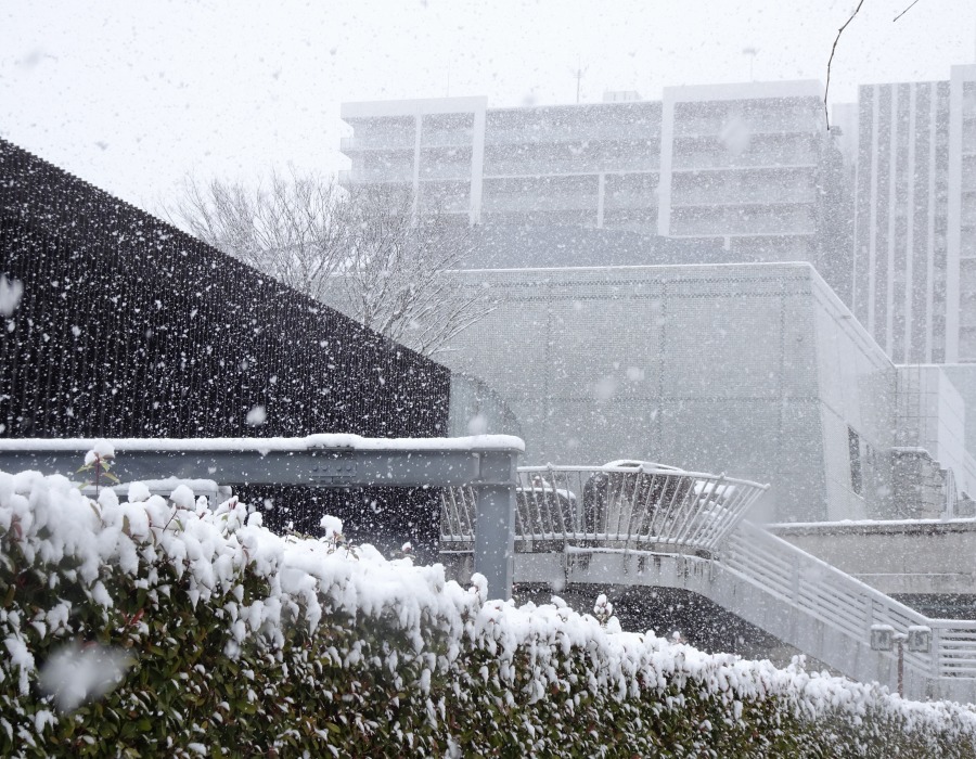 降りしきる雪