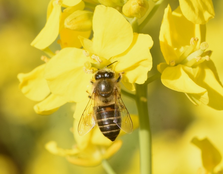ニホンミツバチ