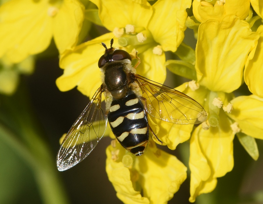 フタホシヒラタアブ