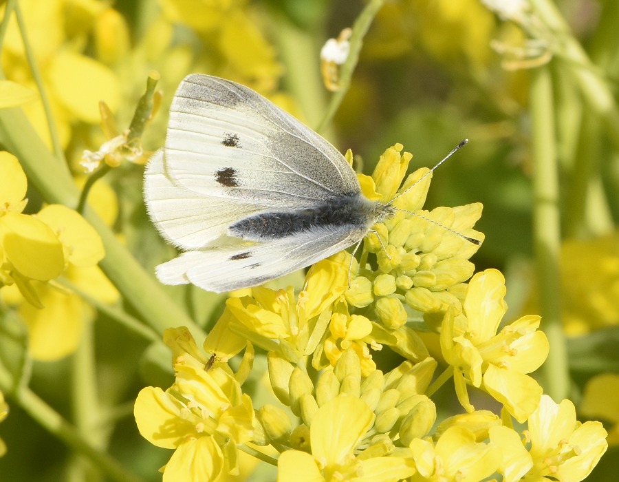 モンシロチョウ