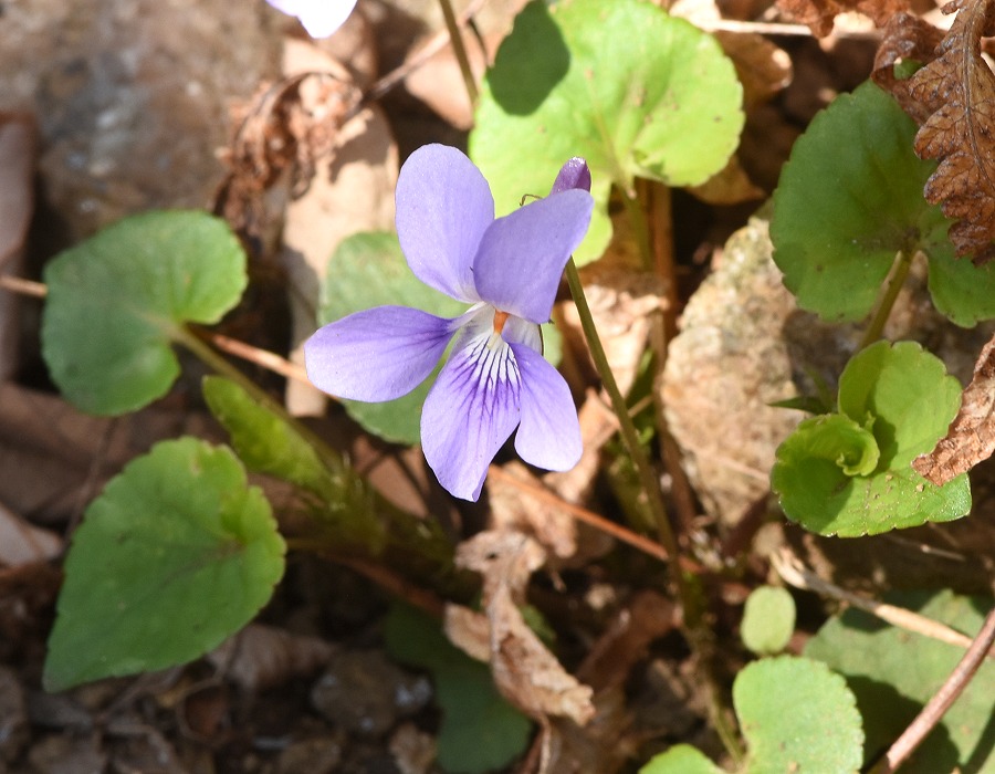 タチツボスミレ