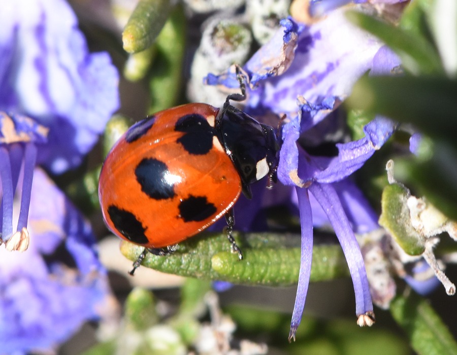 ナナホシテントウ