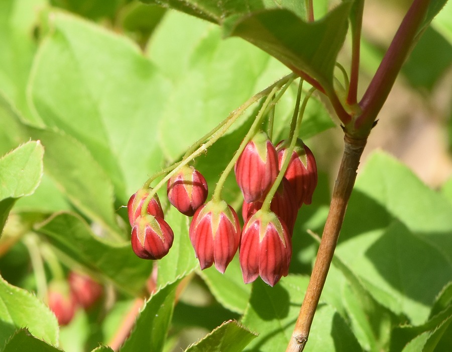 ベニサラサドウダン