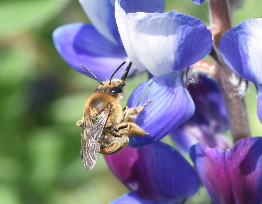 ニッポンヒゲナガハナバチのメス