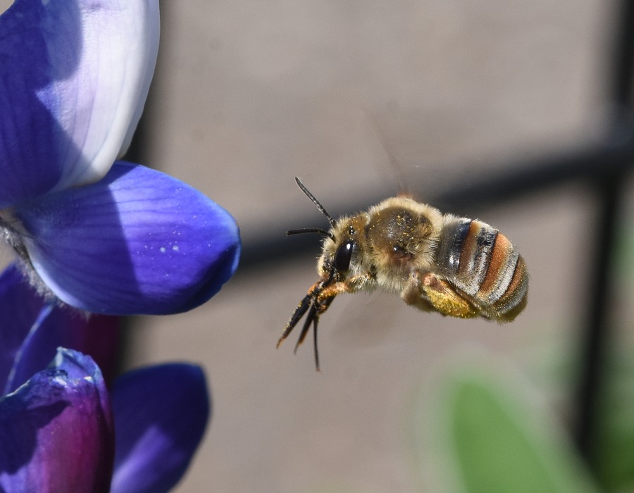 ニッポンヒゲナガハナバチのメス