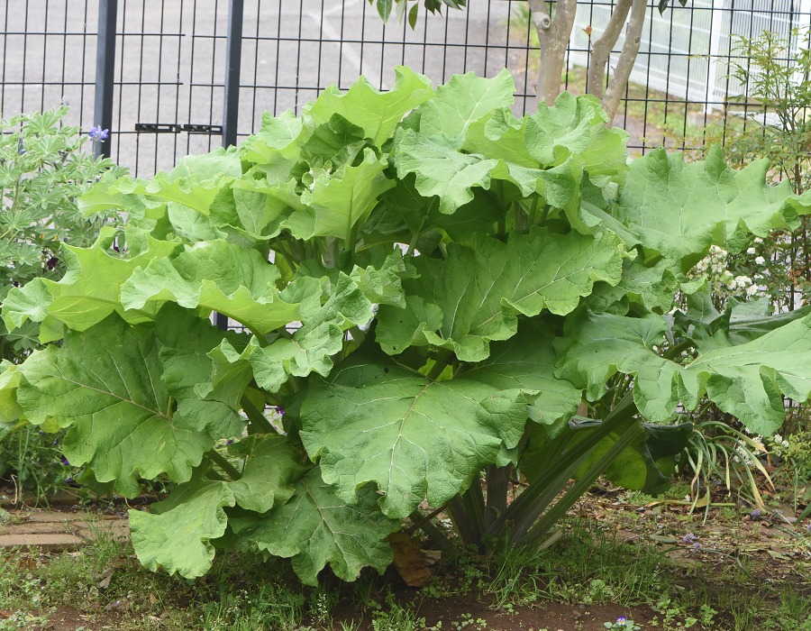 抽苔しつつあるゴボウ