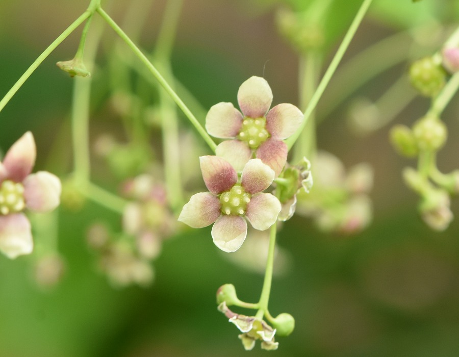 ツリバナの花
