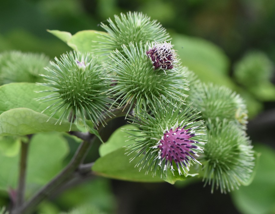 ゴボウの花