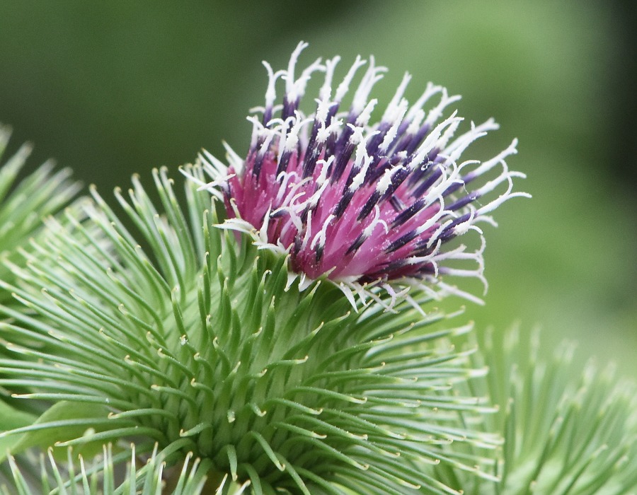ゴボウの花