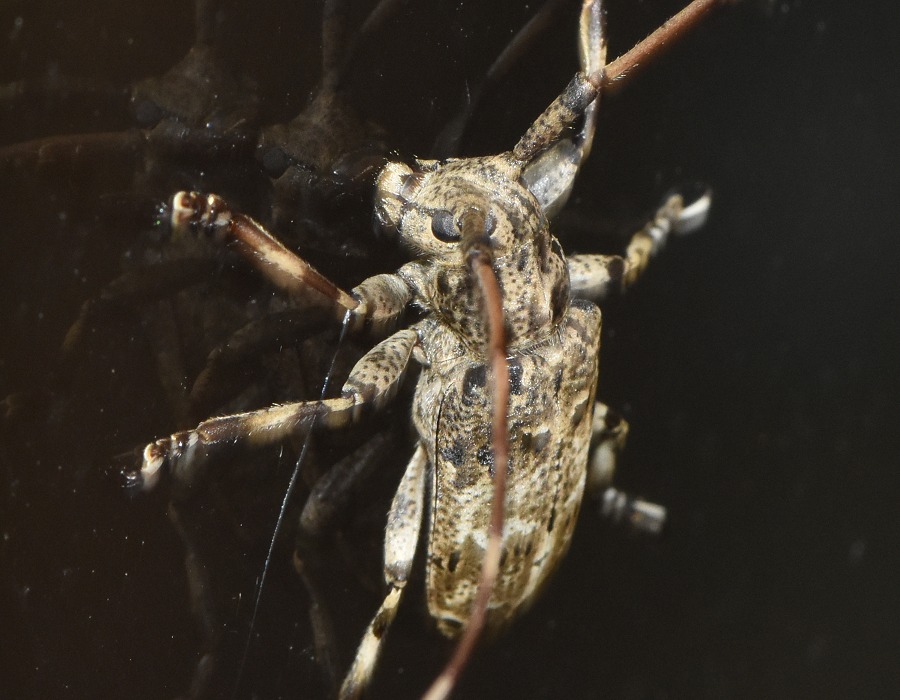 ナガゴマフカミキリ