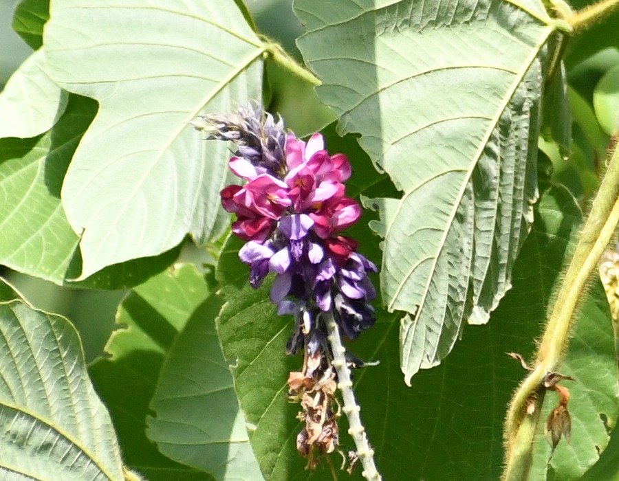クズの花