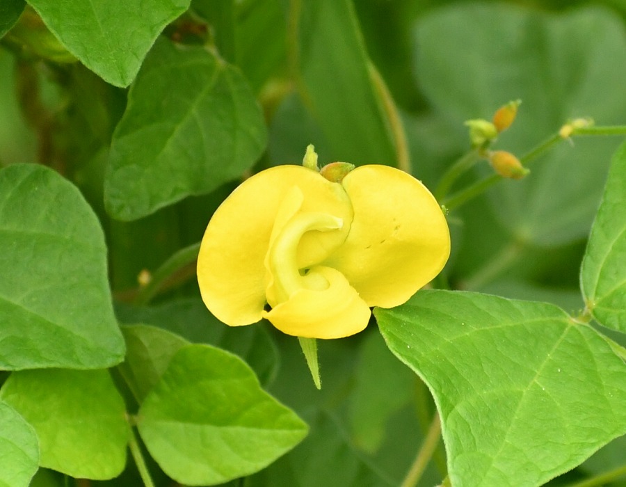ノアズキの花