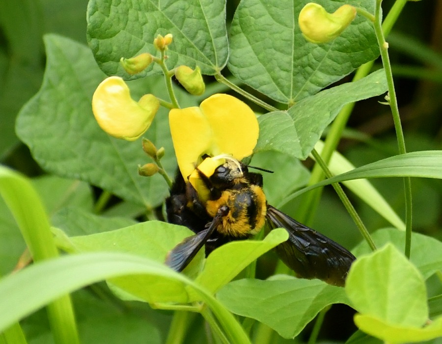 ノアズキの花